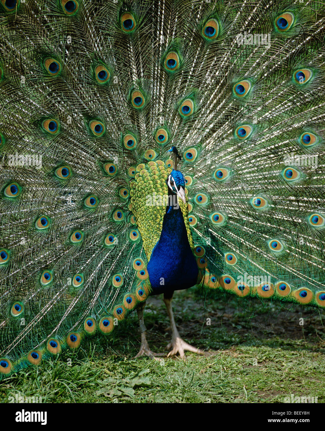 Beautiful image peacock hi-res stock photography and images - Alamy