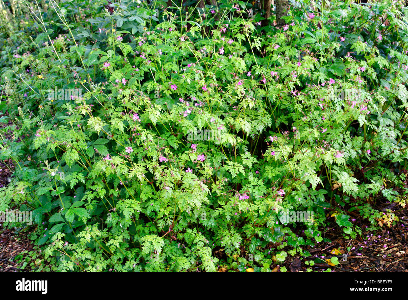 Geranium robertianum - Herb Robert Stock Photo