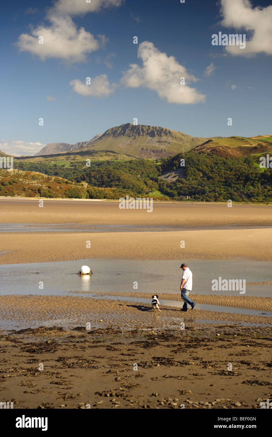 September afternoon man walking a dog by Mawddach river estuary and Cadair Idris mountain Snowdonia National Park North Wales UK Stock Photo