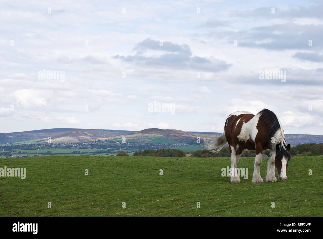 skewbald brown and white horse grazing in a meadow Stock Photo