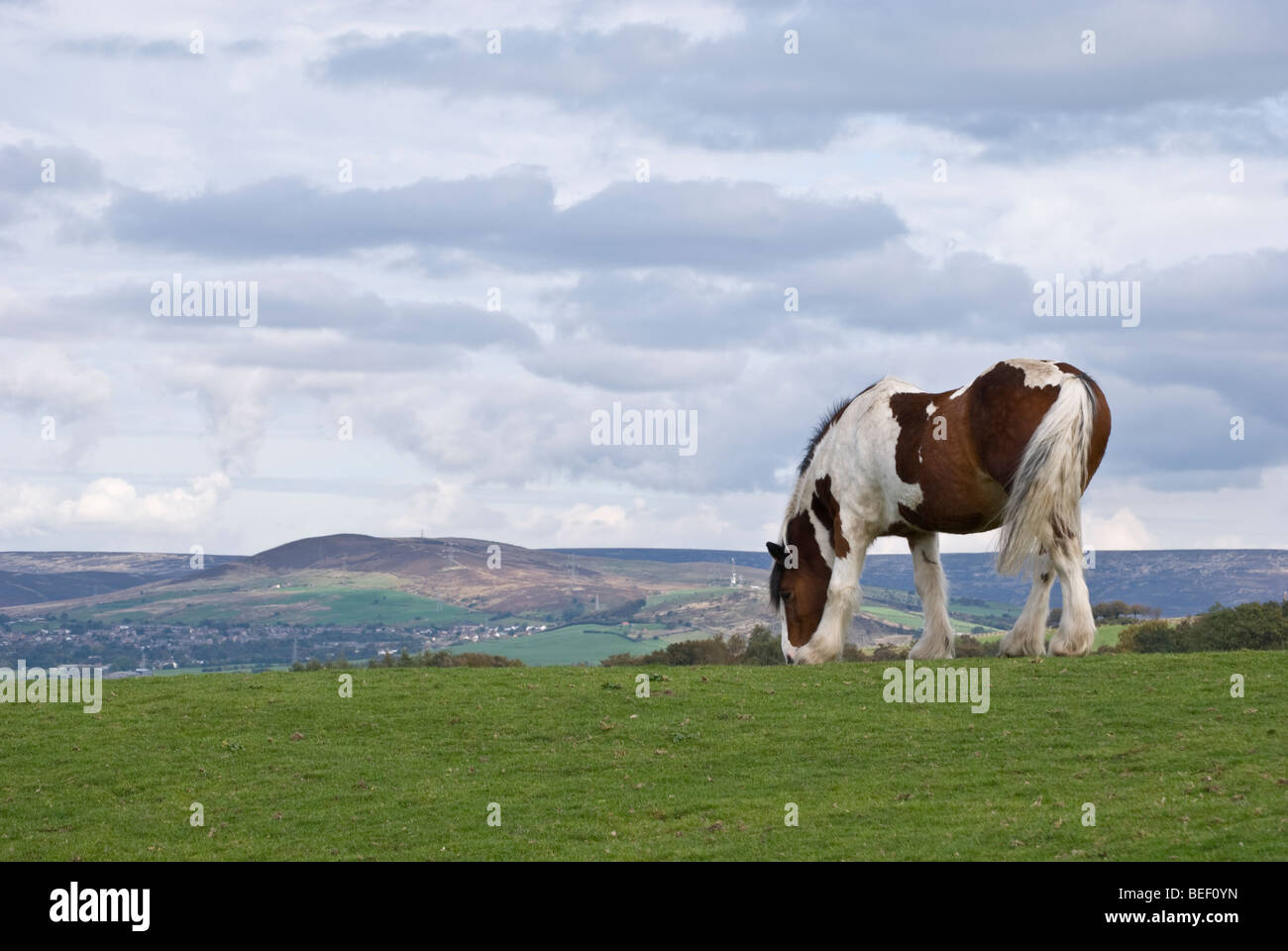 skewbald brown and white horse grazing in a meadow Stock Photo