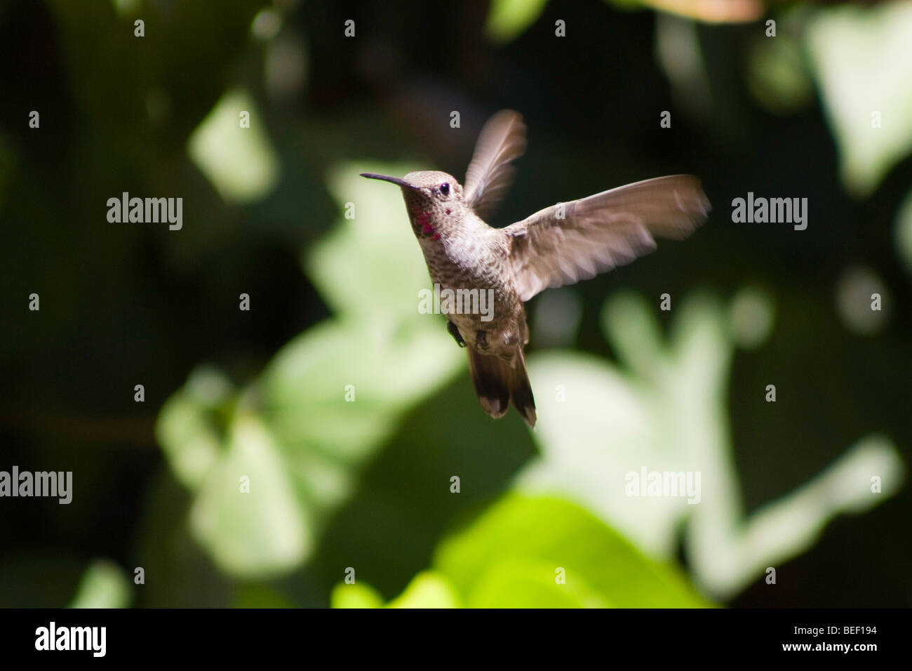 Flying Hummingbird Stock Photo