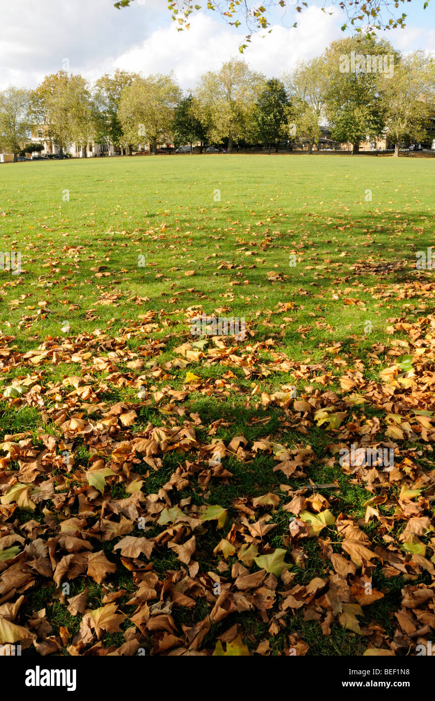 Autumn leaves Highbury Fields with London Plane trees in background Islington London England UK Stock Photo