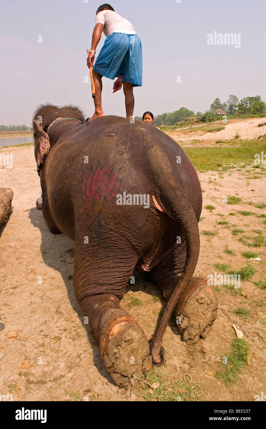 Elephant ride in Nepal Stock Photo Alamy