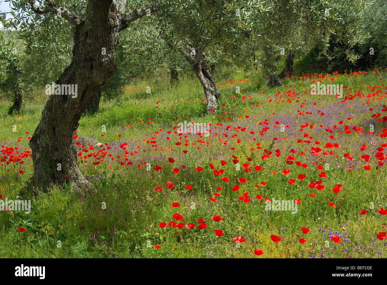 Mohn unter Olivenbaum - poppy and olive tree 13 Stock Photo