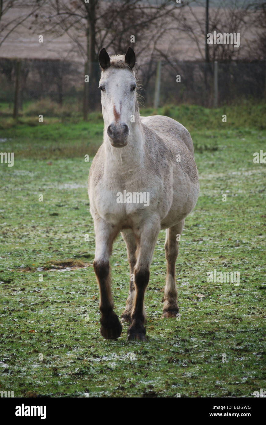 White horse walking ears pricked up Stock Photo