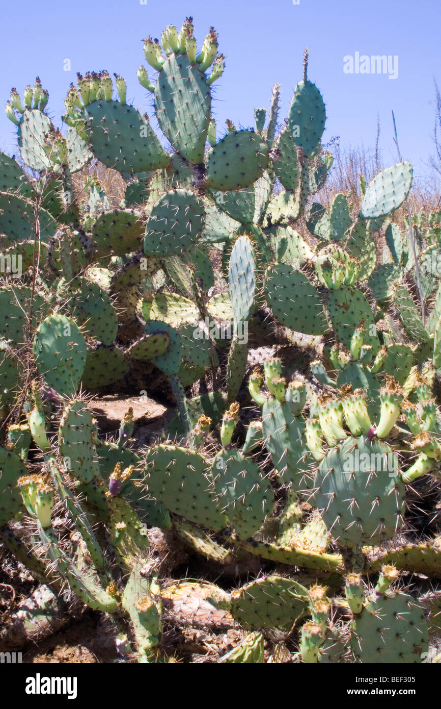 Paddle Cactus in California Stock Photo - Alamy