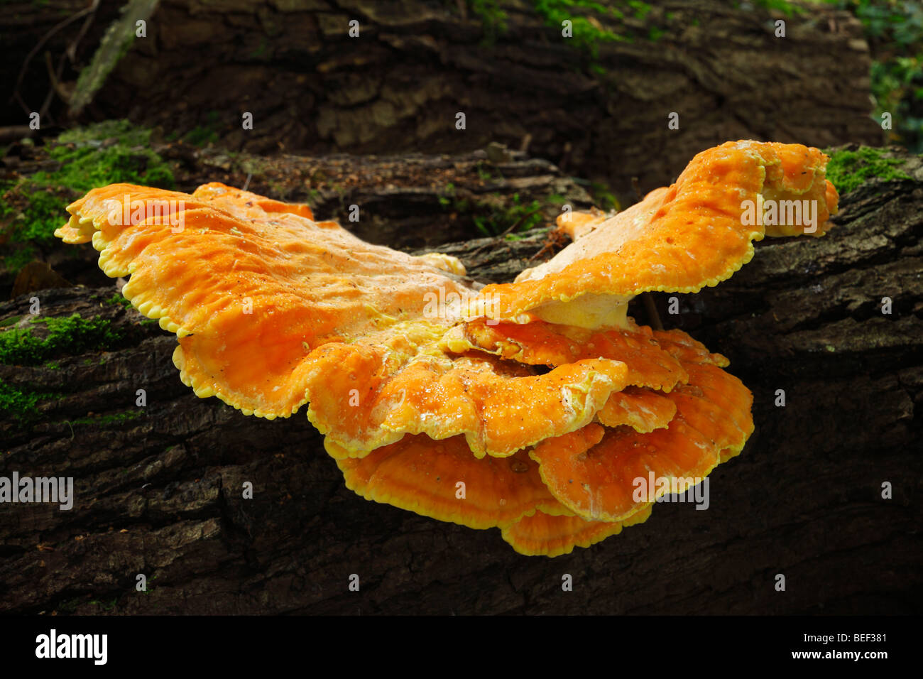 Laetiporus sulphureus fungi found on Oak. Common name, Chicken of the Woods . Sevenoaks Wildlife Reserve, Kent, England, UK. Stock Photo