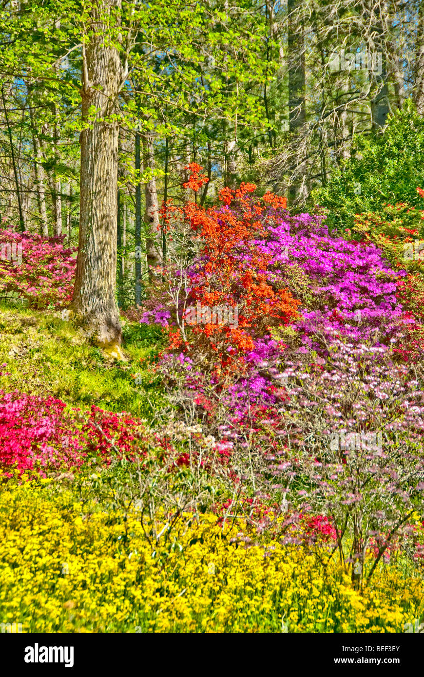 Azaleas on the Biltmore Estate in Asheville, North Carolina, USA Stock Photo