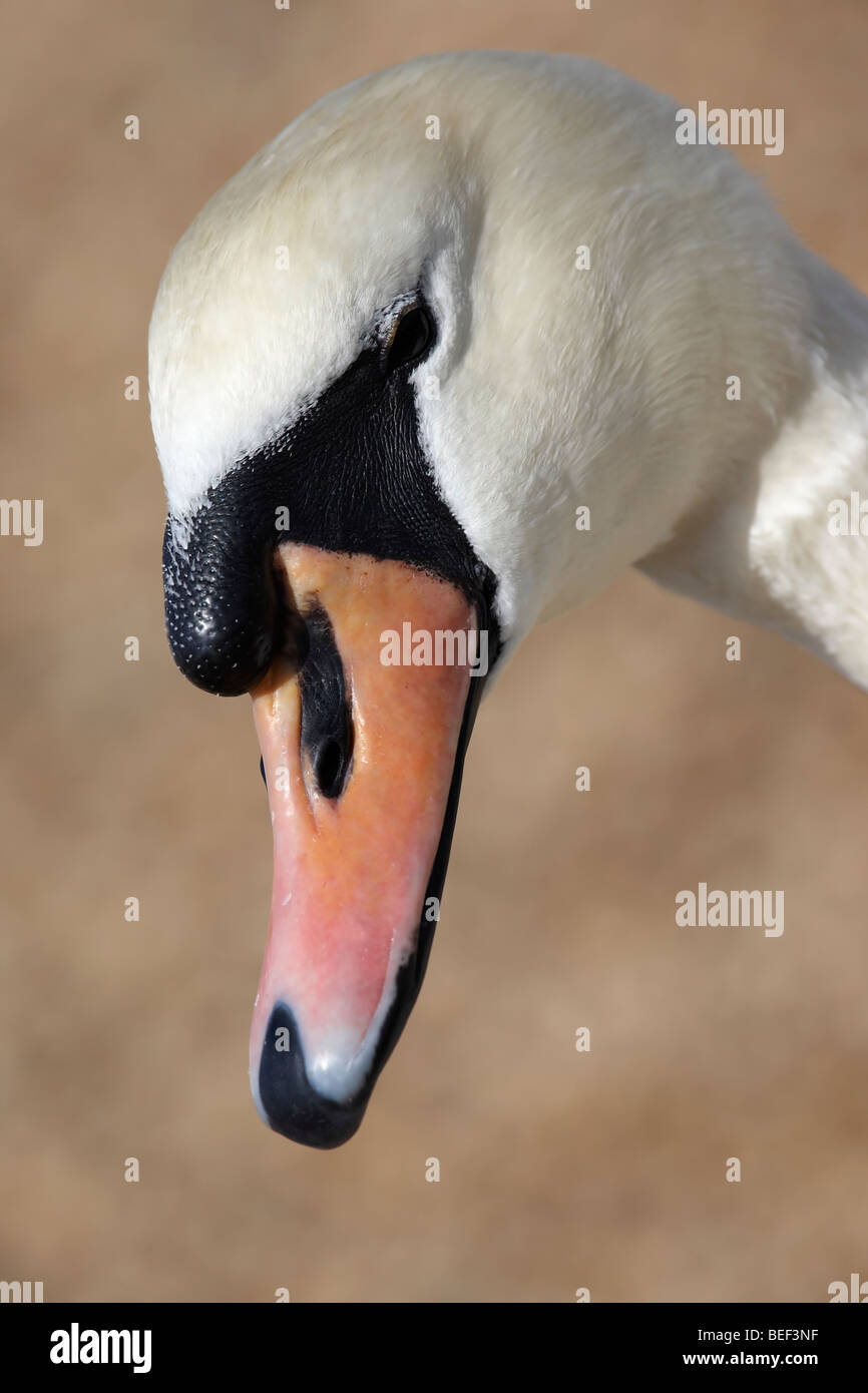 Adult Mute Swan (Cygnus olor) Stock Photo