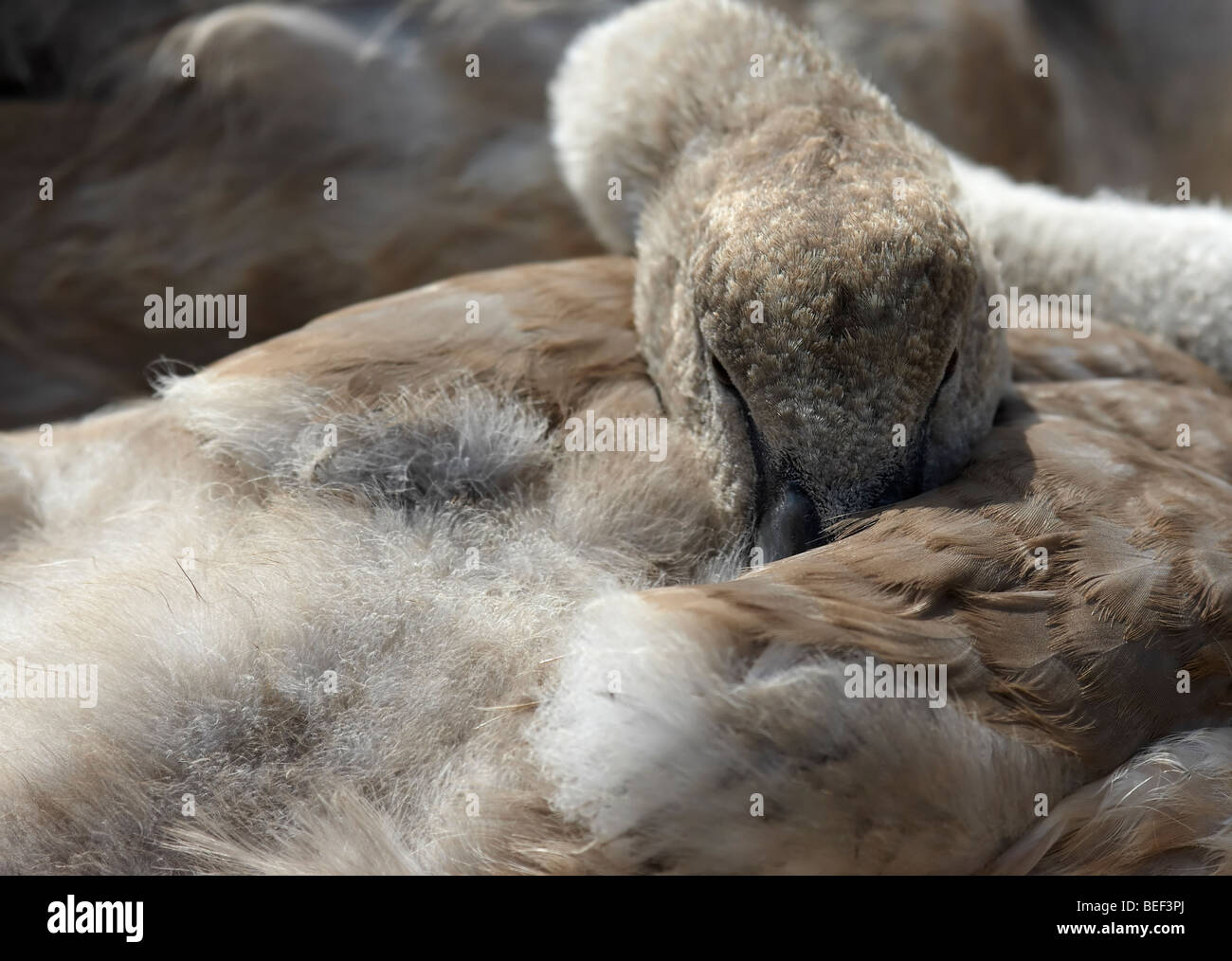 Sleeping Mute Swan juvenile (Cygnus olor) Stock Photo