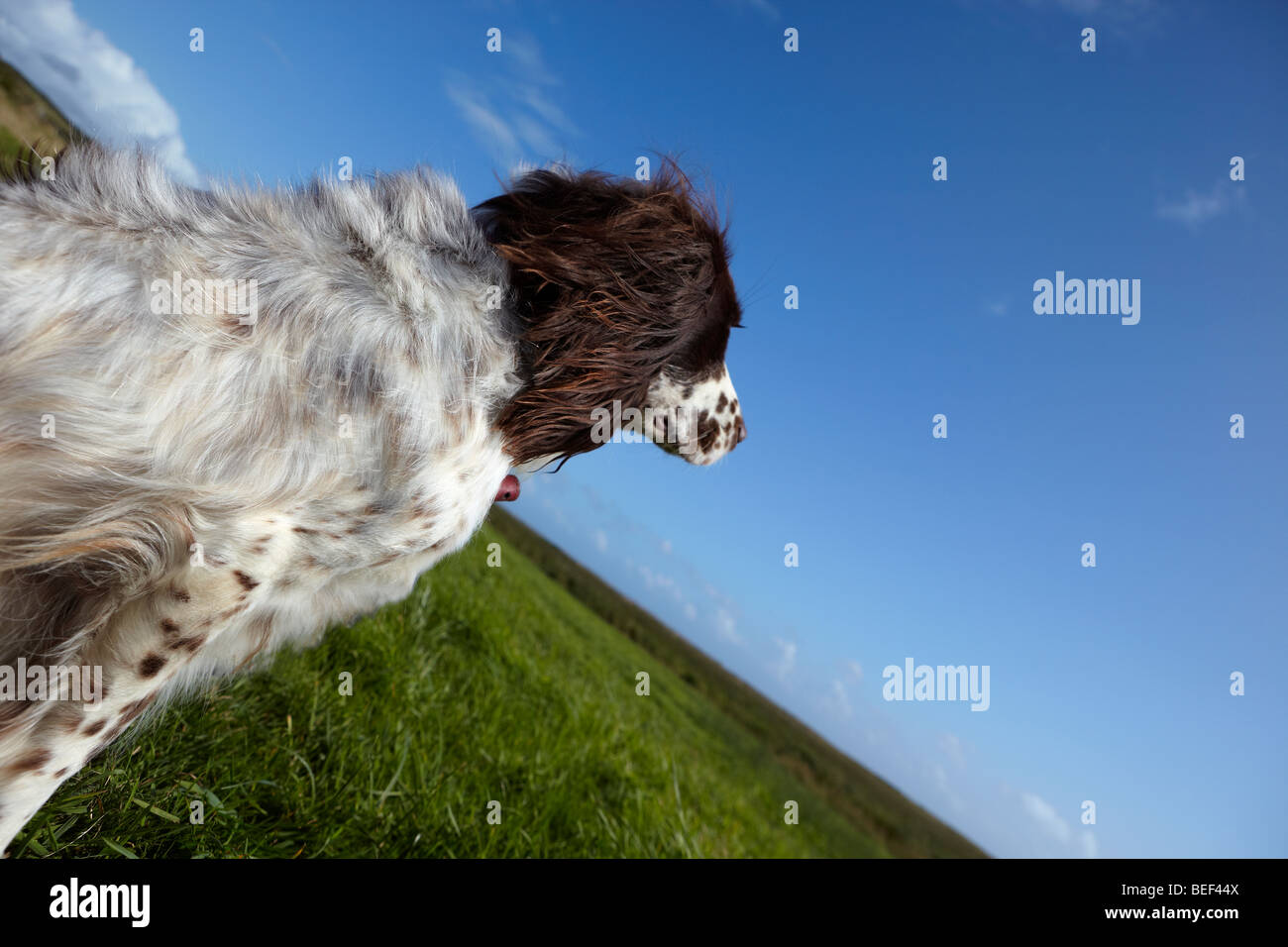 English Springer Spaniel attentively watching on a summer's day Stock Photo