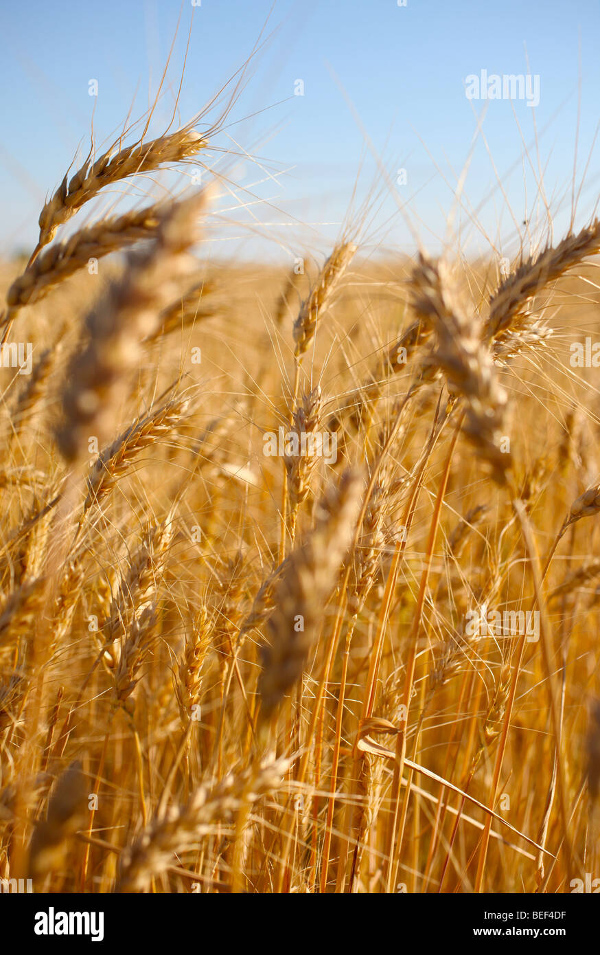 Rye before harvest close up photography. Warm summer light Stock Photo ...
