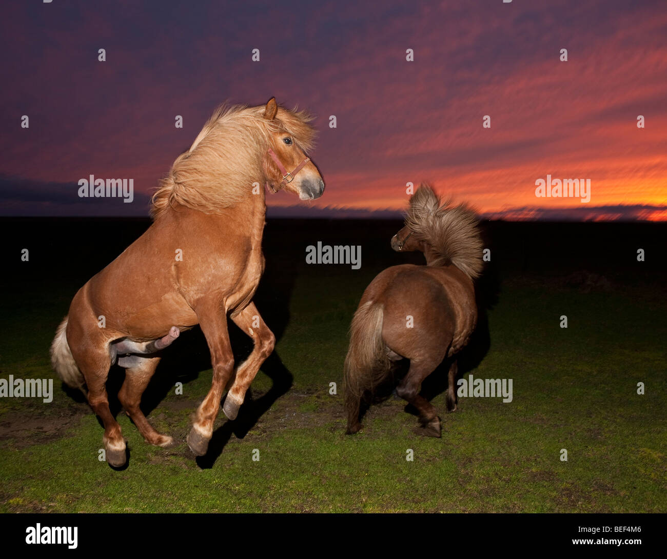 Horse breeding, Iceland Stock Photo Alamy