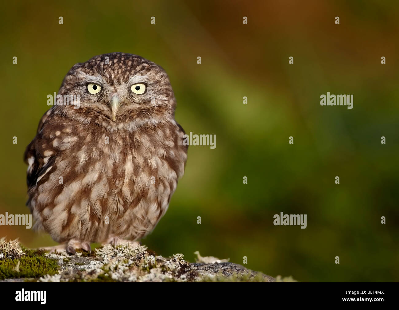 Little owl (Athene noctua) Stock Photo
