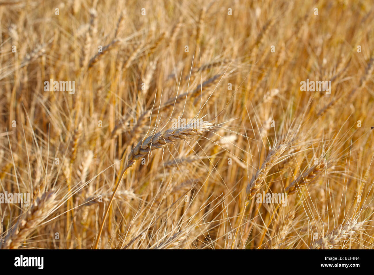 Fall Rye Harvest Harvest scene with bread hi-res stock photography and images - Alamy