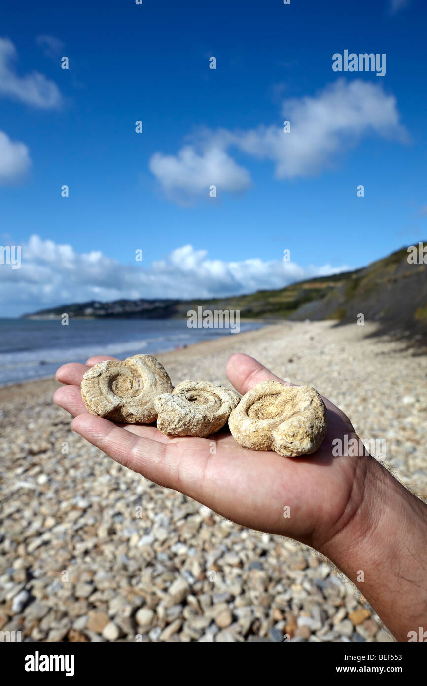 Finding fossils on the Dorset coast Stock Photo