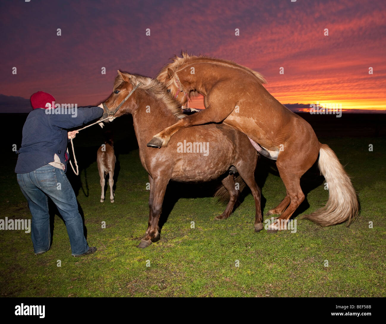 Mating Horse Close Up Horse breeding hi-res stock photography and images - Alamy