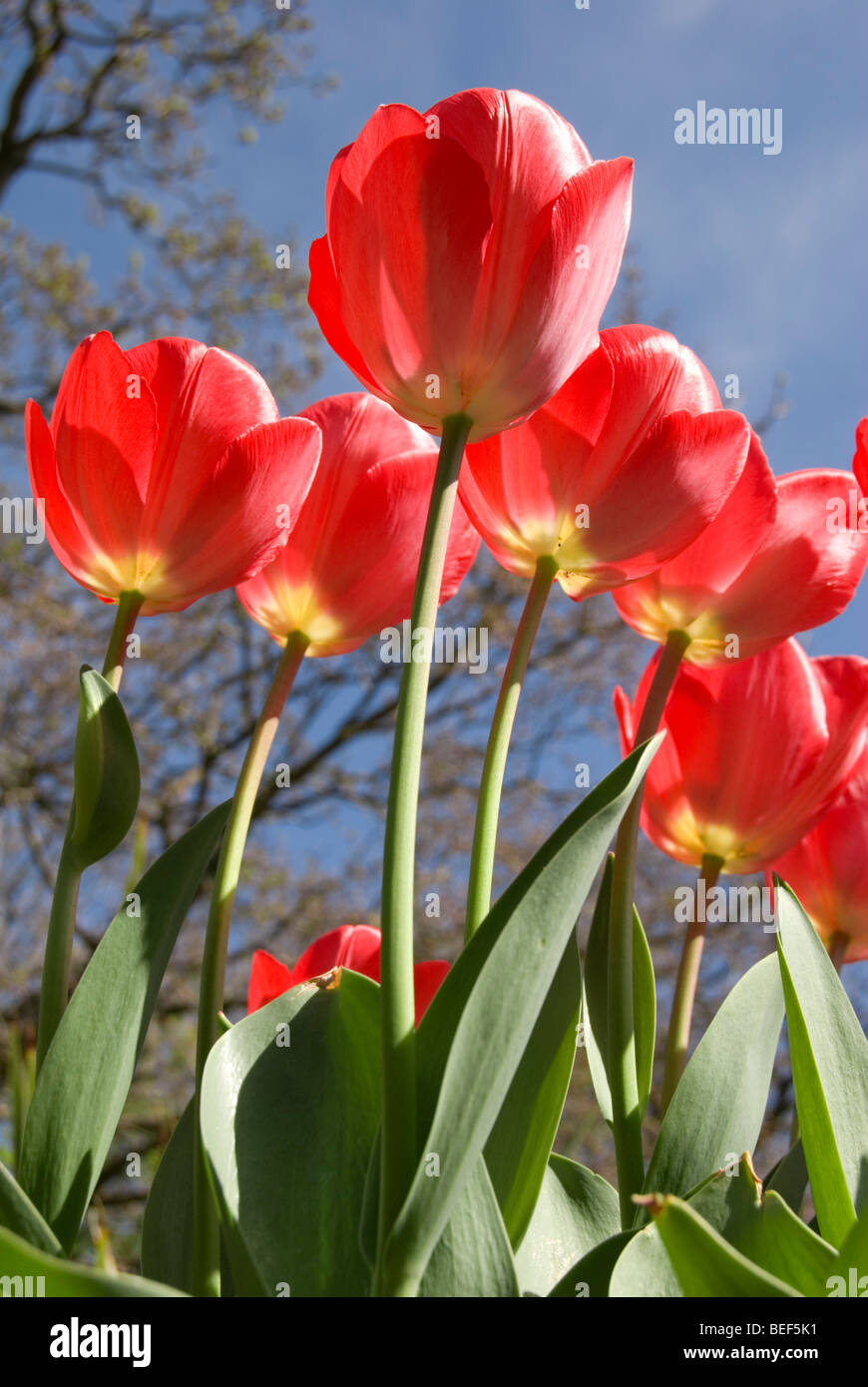 Pink tulip hi-res stock photography and images - Alamy