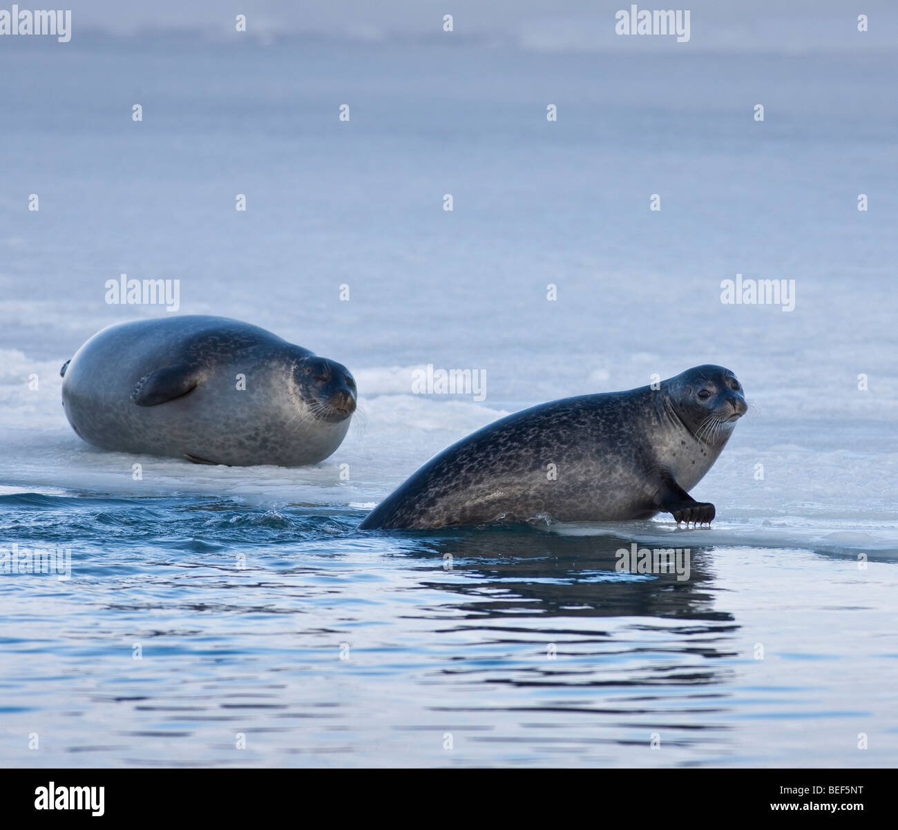 Seals sunbathing at Jokulsarlon Glacial Lagoon, Iceland Stock Photo