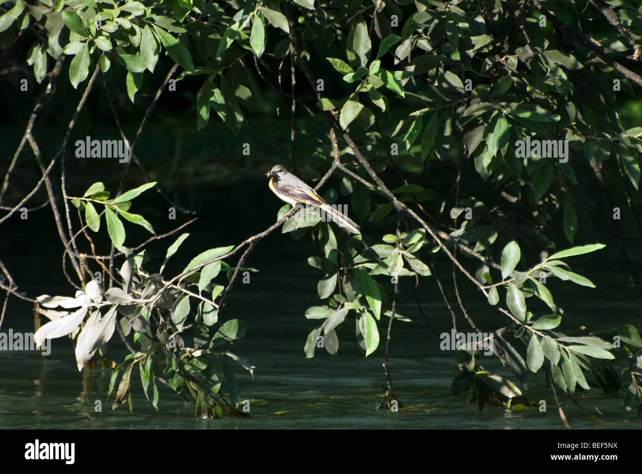 Little Bird Insects Wood eating insects hi-res stock photography and images - Alamy