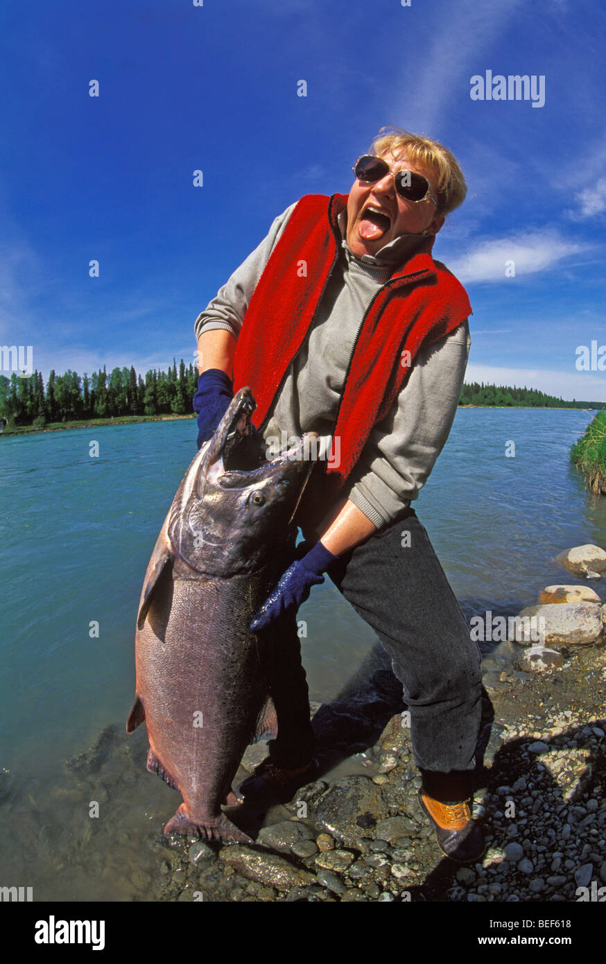SOUTHEAST ALASKA, Woman Fisherman Struggling to Hold up Large King Salmon just caught in the Kenai River. Stock Photo