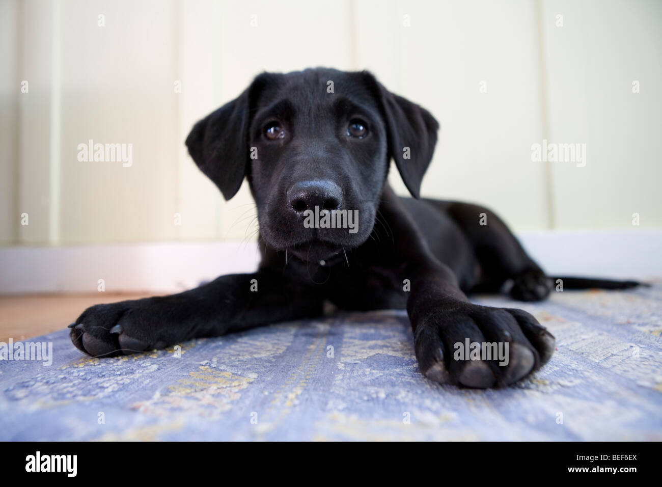 Black Lab Puppy Stock Photo - Alamy