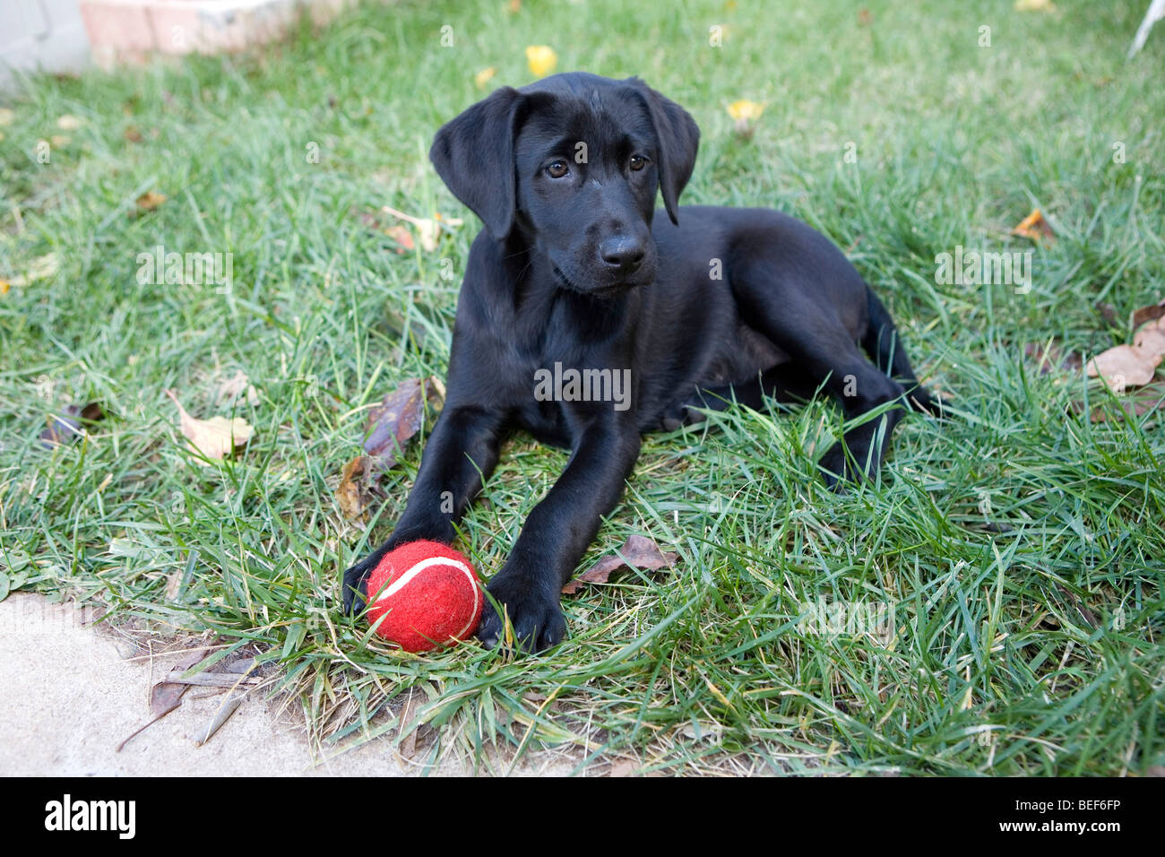 Black Lab Puppy Stock Photo Alamy