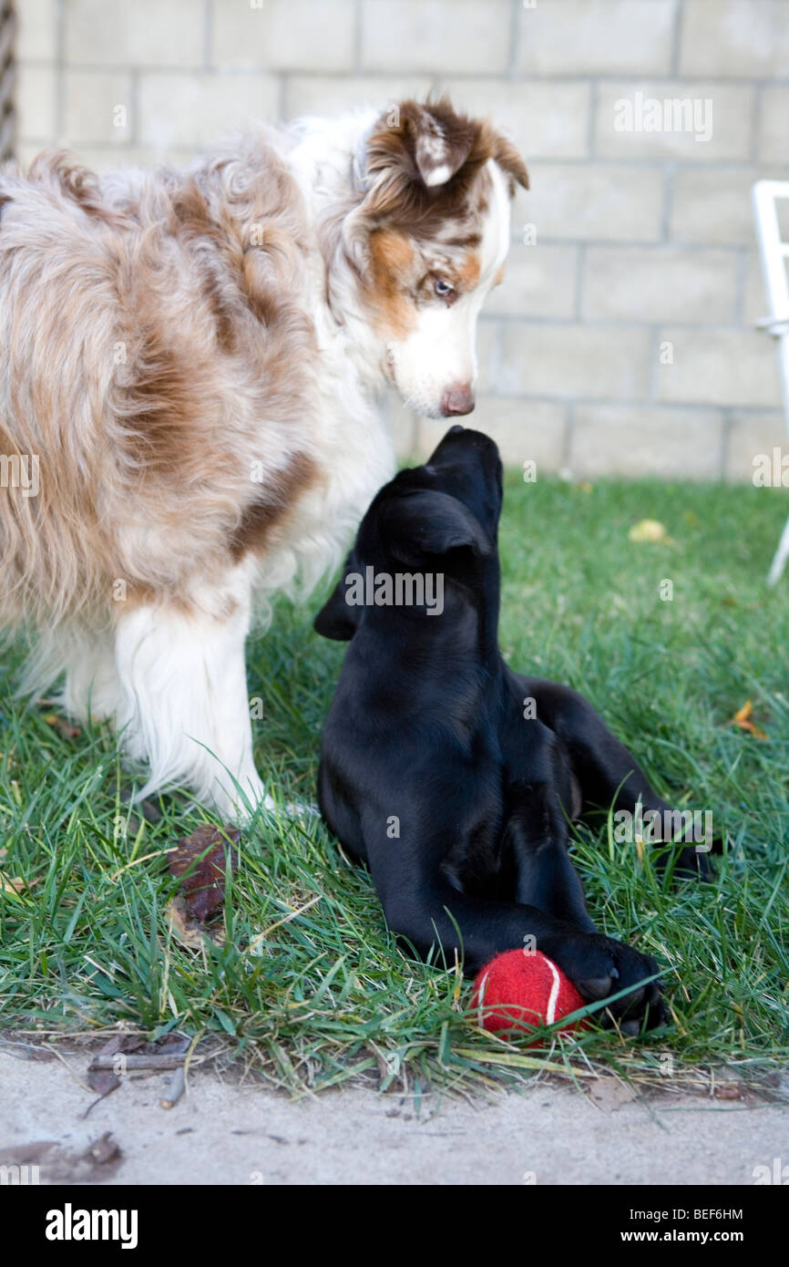 Black Lab Puppy with an Australian Shepard Stock Photo