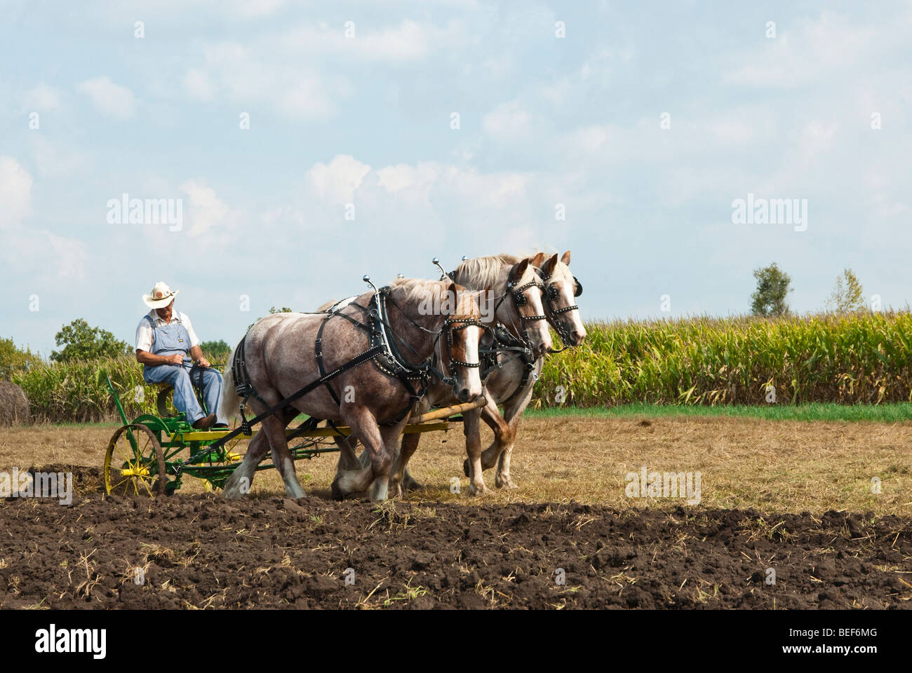 Draft horses pulling plow hi-res stock photography and images - Alamy