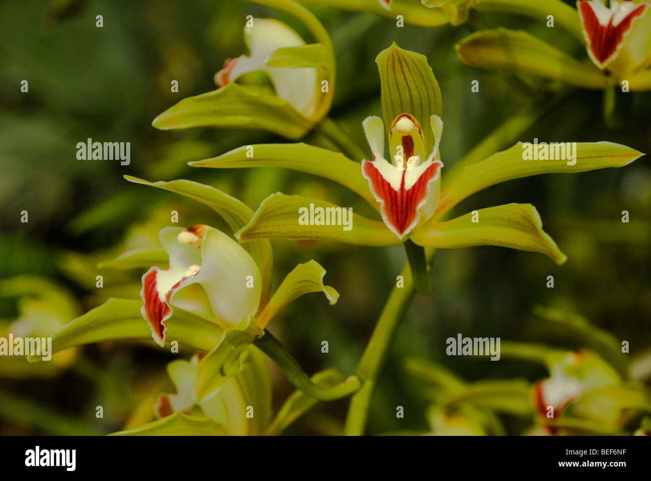 Cymbidium lowianum Stock Photo