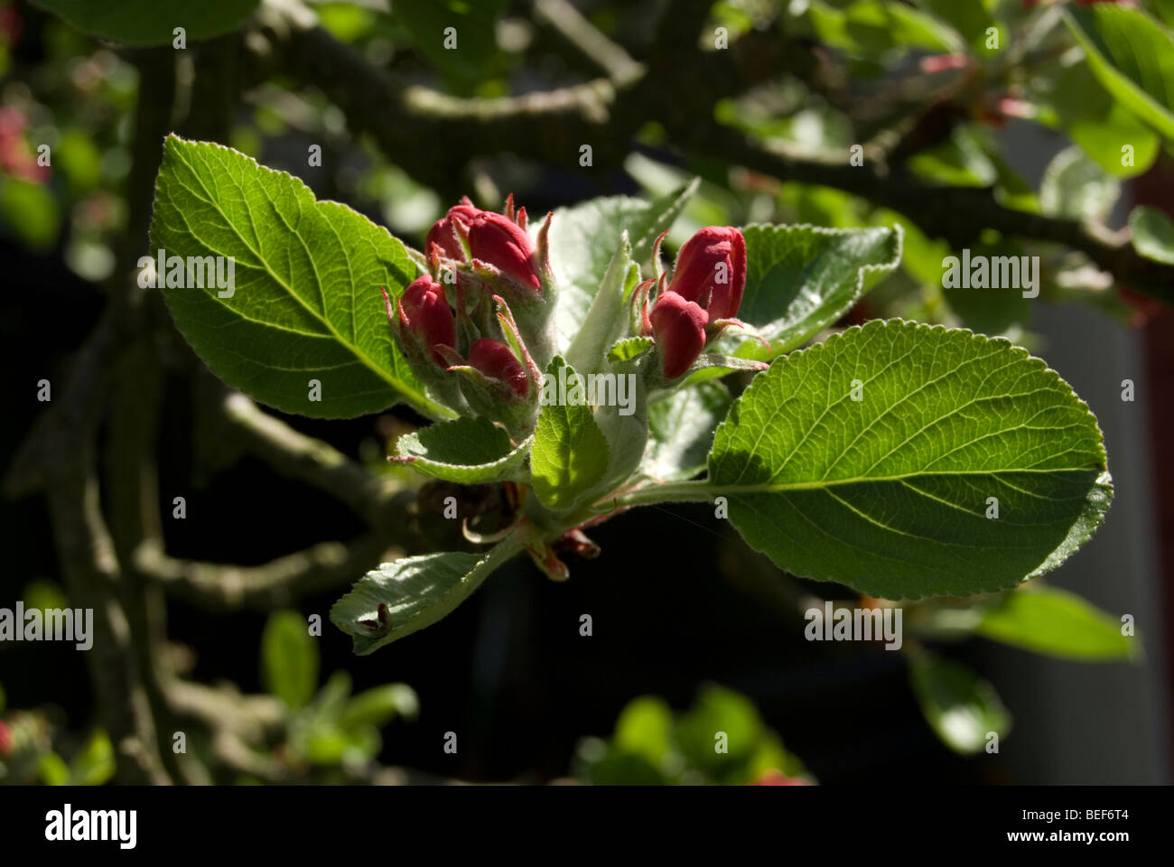 Apple blossom leaves on hi-res stock photography and images - Alamy
