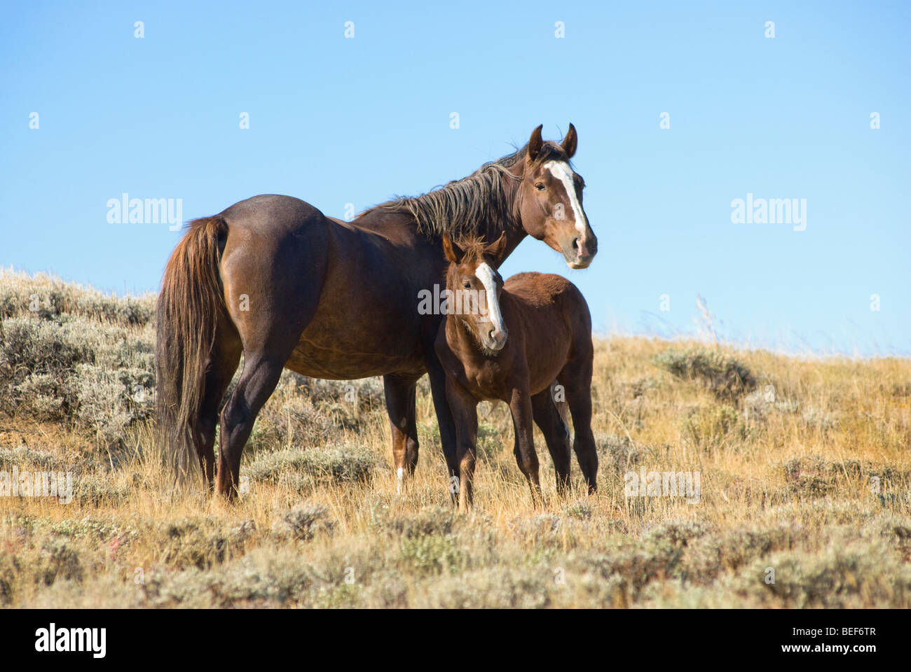 free roaming mustangs on the White Mountain BLM land near Green River