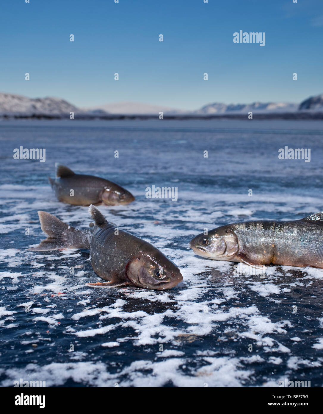 Arctic trout, Ice fishing on Lake Thingvellir, Iceland Stock Photo