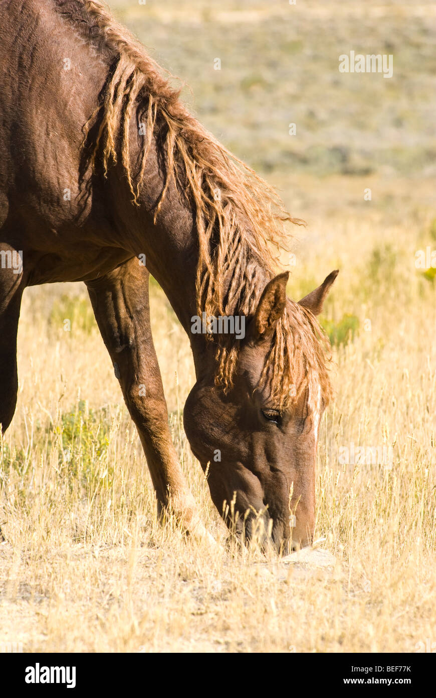 Blm land hires stock photography and images Alamy