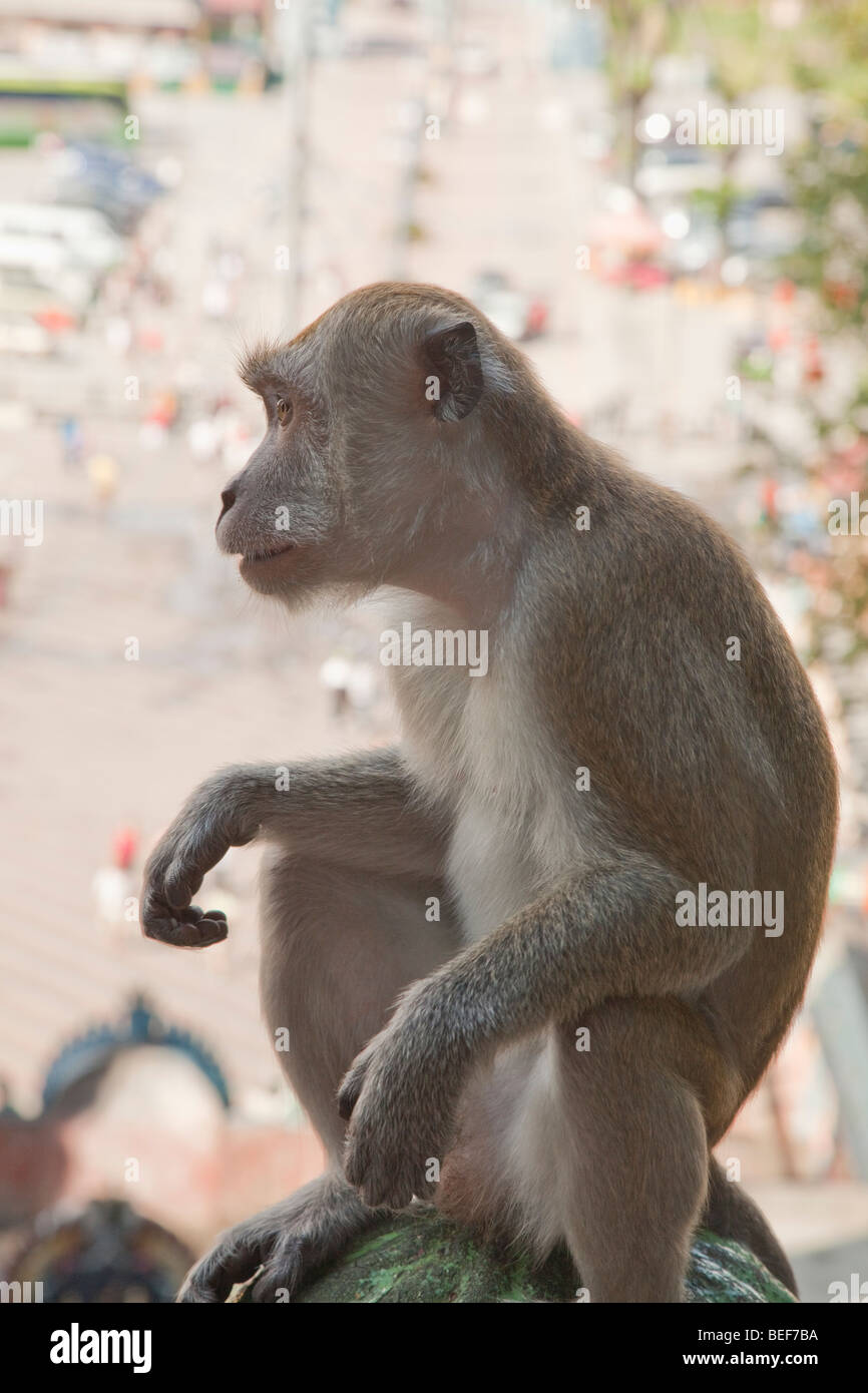 Crab-eating Macaque monkey (Macaca fascicularis) Batu caves Malaysia Stock Photo