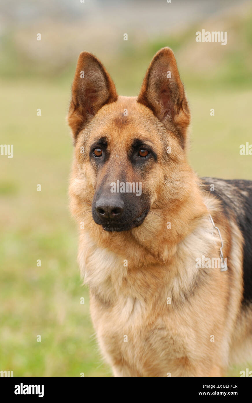 German shepherd dog portrait in garden Stock Photo