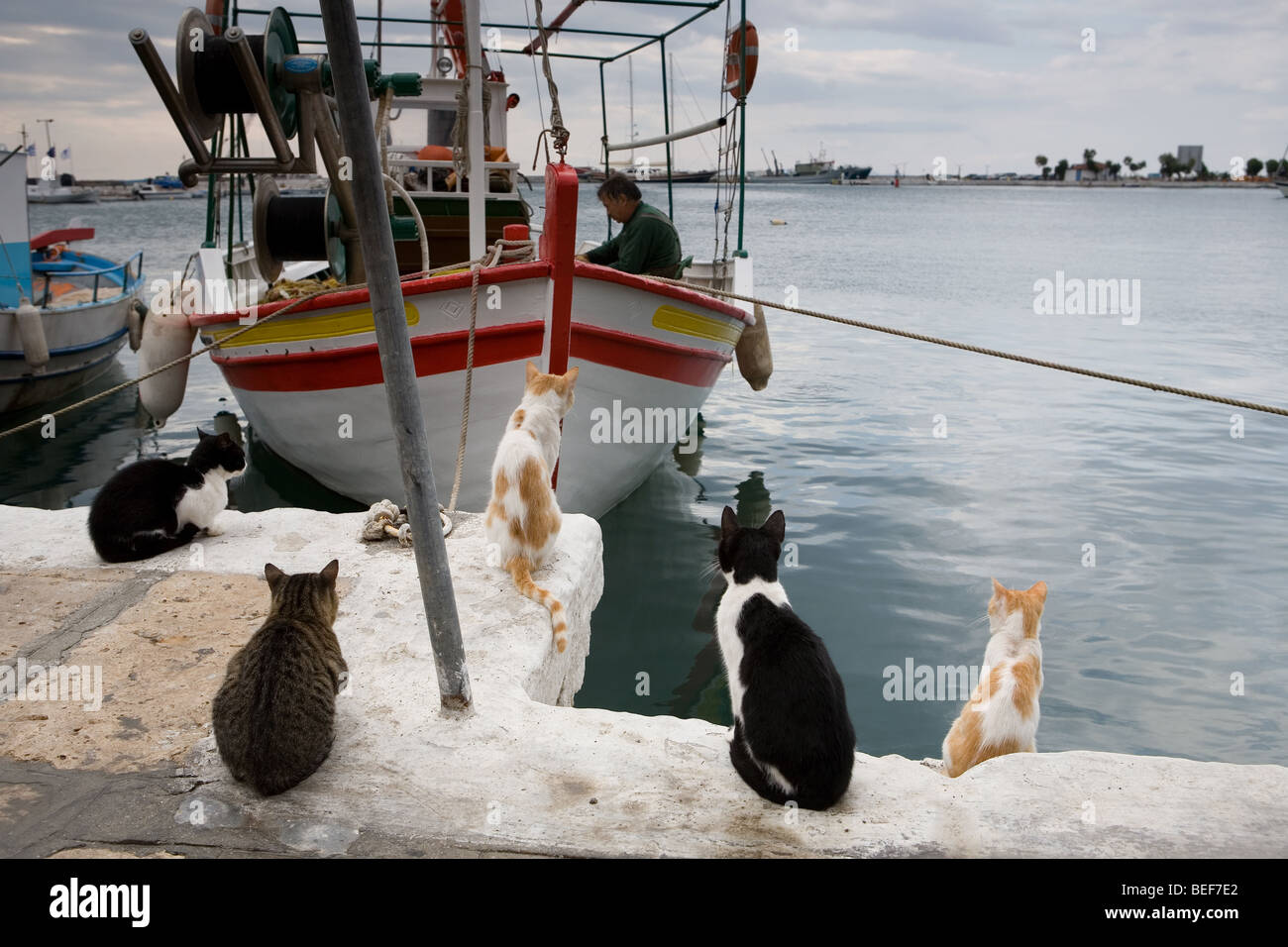 hungry cats wait to get some fish Stock Photo