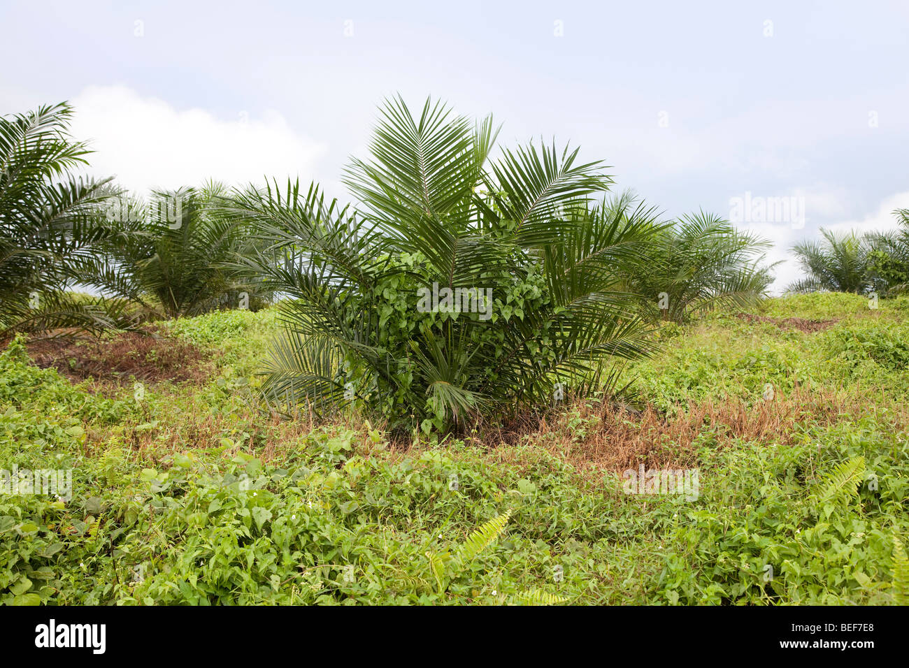 Young oil palm plantation, Malaysia Stock Photo