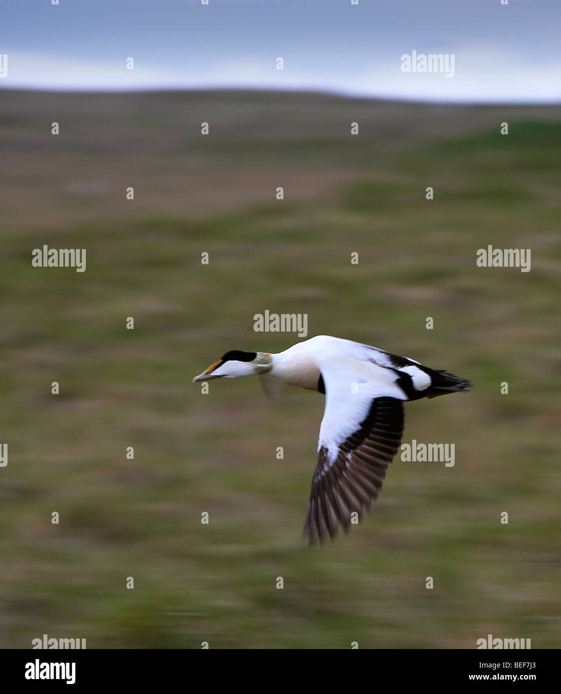 Eider duck flying, Iceland Stock Photo