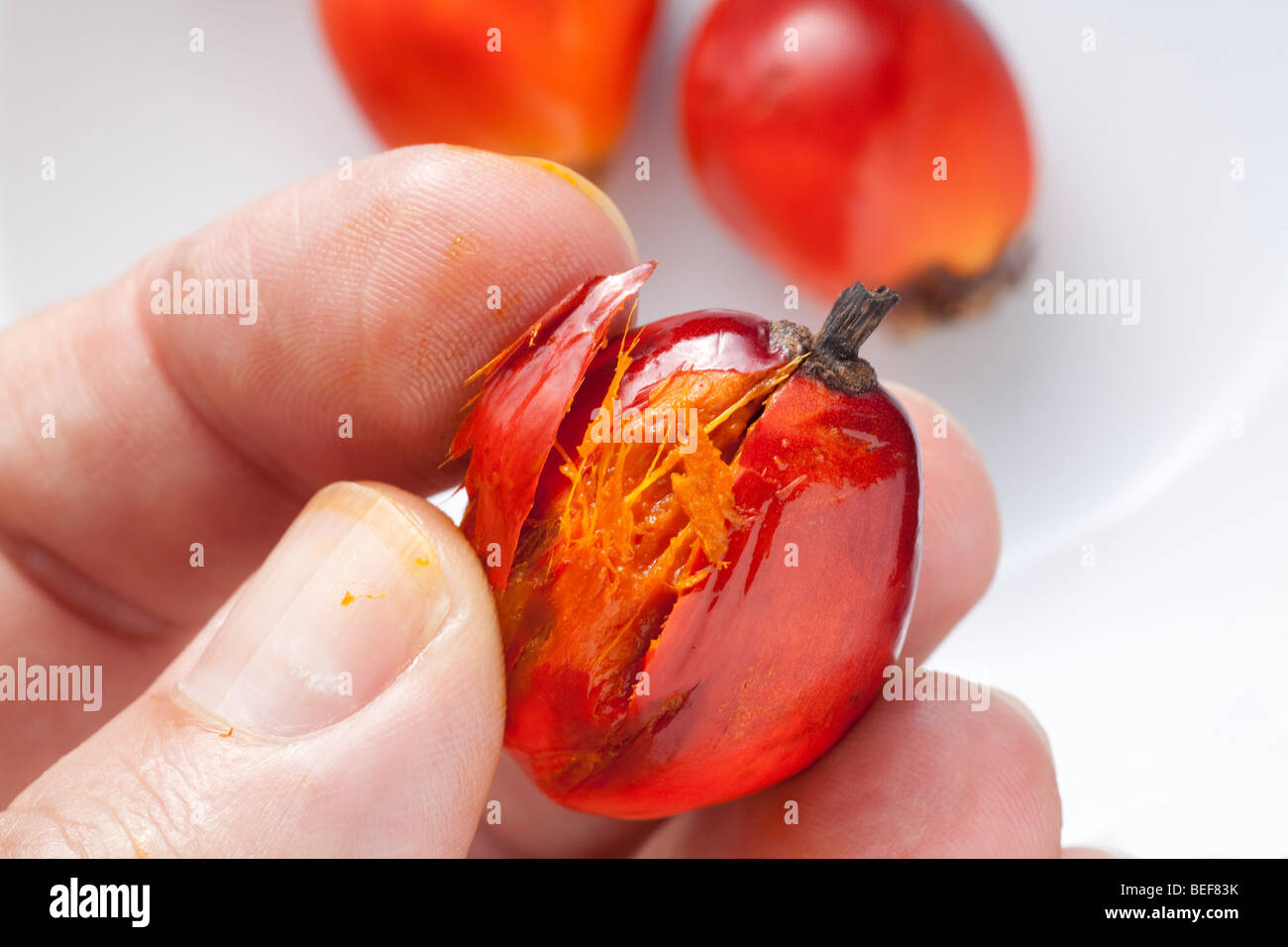 Oil palm fruit with broken skin showing the oily nature of the pulp surrounding the seed Stock Photo