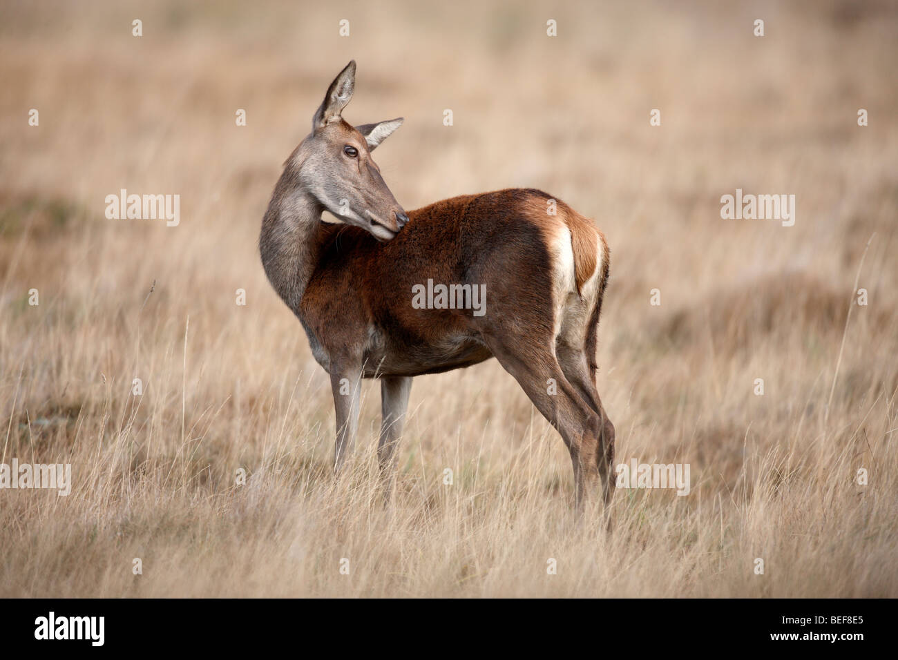 Red deer, Cervus elaphus, hind, Richmond, October 2009 Stock Photo