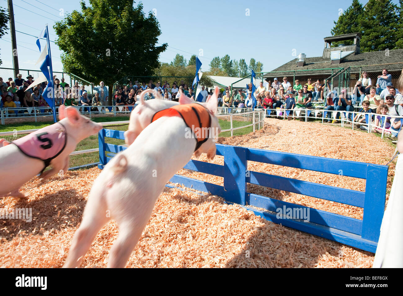 Racing pigs hires stock photography and images Alamy