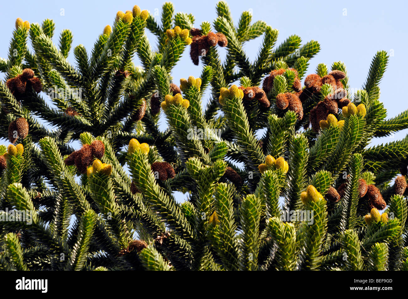 Monkey puzzle tree (Araucaria araucana) Stock Photo