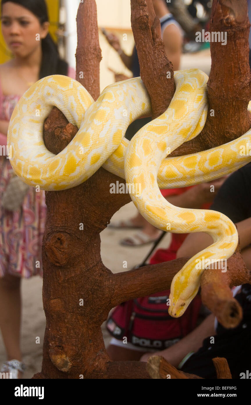 Burmese Python High Resolution Stock Photography and Images - Alamy