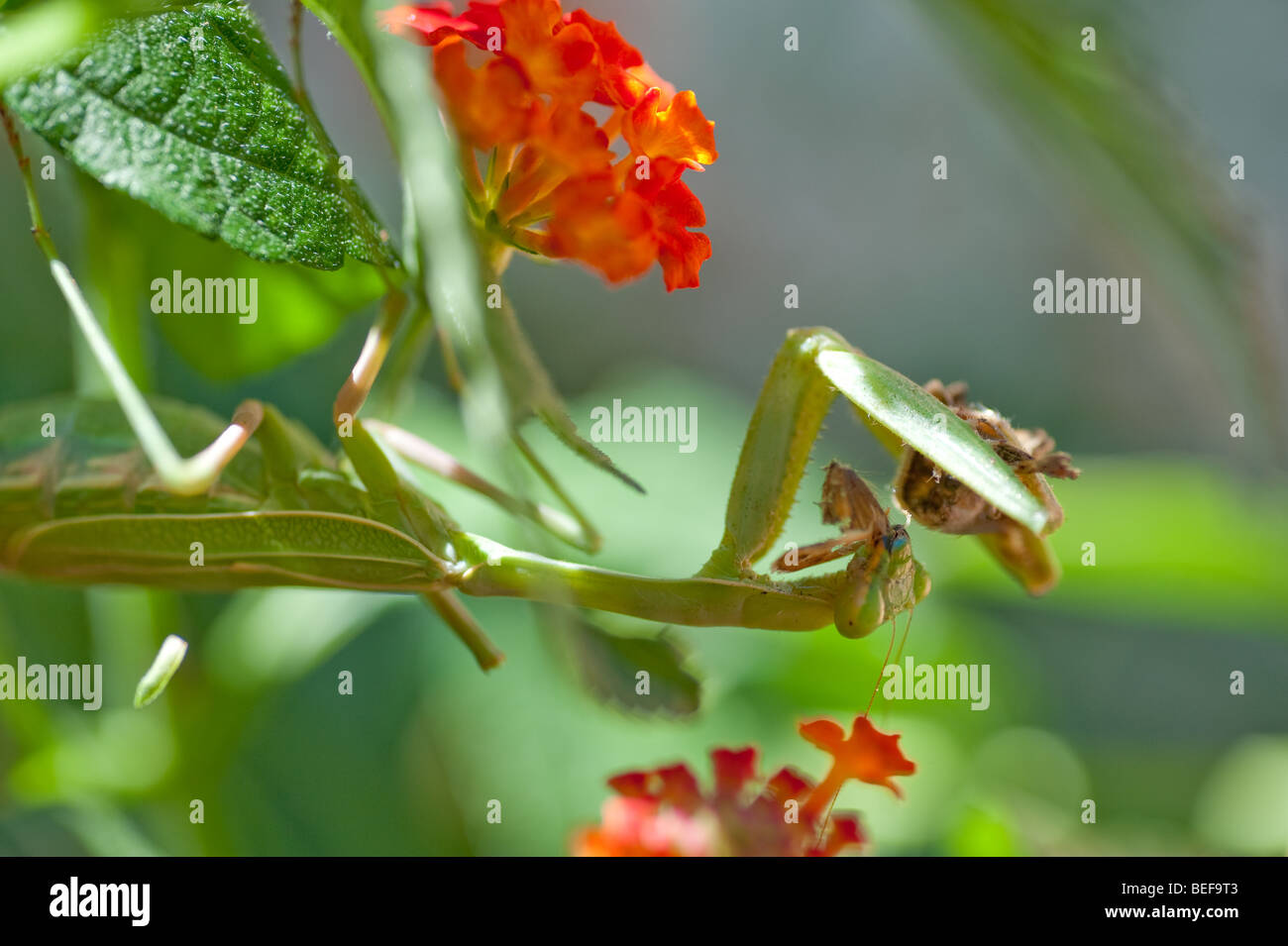 Large female Praying Mantis eating a butterfly Stock Photo
