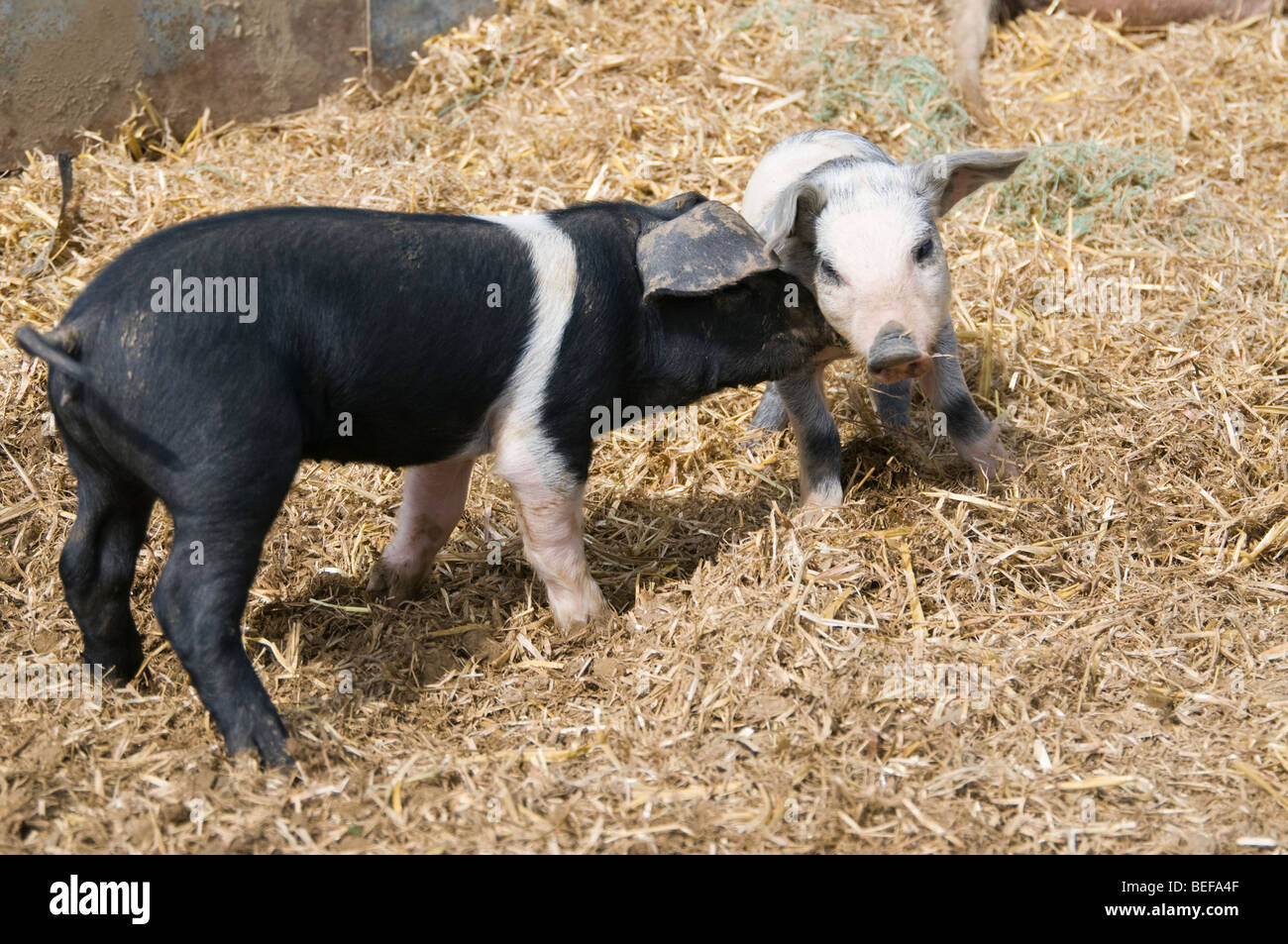 Two piglets chasing each other Stock Photo