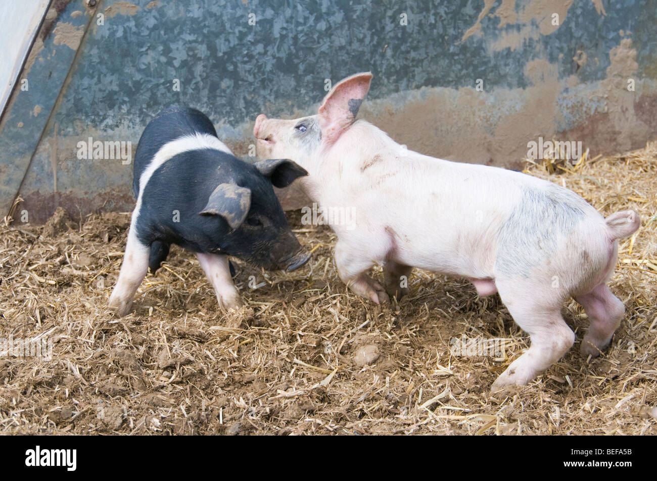 Two piglets chasing each other Stock Photo