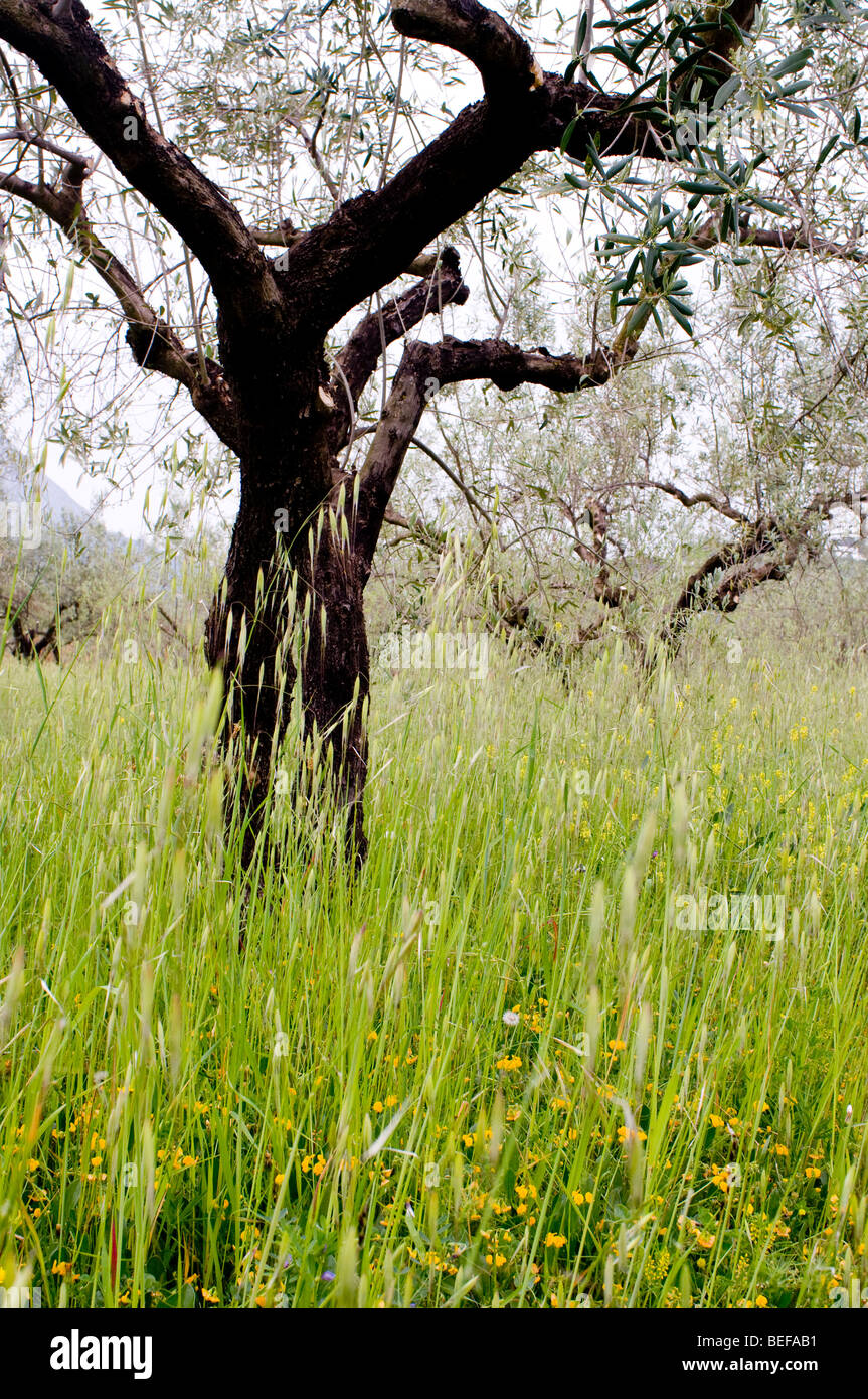 Olive Tree Spain Stock Photo Alamy olive-tree-spain-stock-photo-alamy