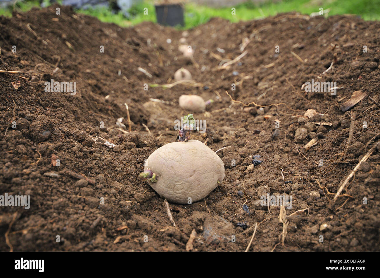 Potatoes ,  Solanum Tuberosum ,in rows , in the earth Stock Photo